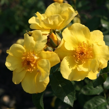 Rosa - hybride - Lemon Fizz® - korfizzlem